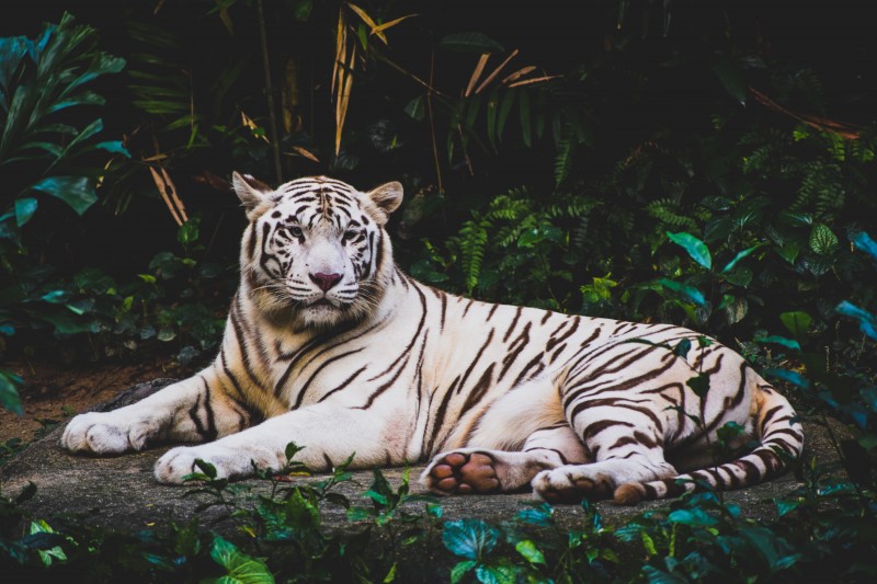 smit-patel-344842-unsplash