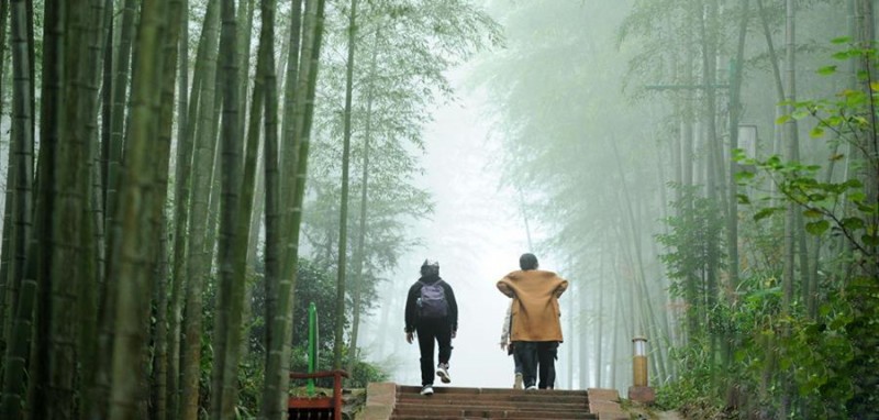 游客在赤水竹海國(guó)家森林公園里觀光（2018年10月24日攝）。