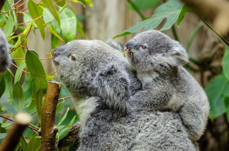 animals-close-up-cute-146000