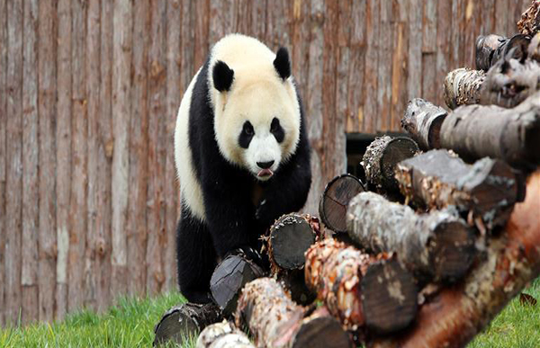 11月6日，在甲勿海大熊貓保護研究園，大熊貓“新新”在玩耍。 當日，在四川省阿壩藏族羌族自治州九寨溝縣，甲勿海大熊貓保護研究園正式開園。園區內有四只從中國大熊貓保護研究中心借入的大熊貓“新新”“天天”“海海”“小禮物”。