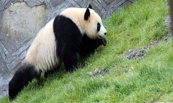 11月6日，在甲勿海大熊貓保護研究園，大熊貓“天天”在樹上休息。 當日，在四川省阿壩藏族羌族自治州九寨溝縣，甲勿海大熊貓保護研究園正式開園。園區內有四只從中國大熊貓保護研究中心借入的大熊貓“新新”“天天”“海海”“小禮物”。