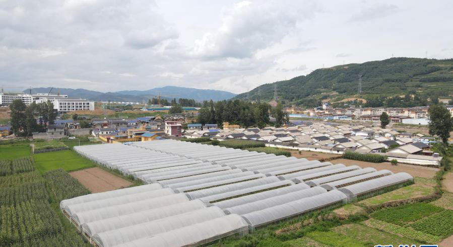8月11日拍攝的位于布拖縣的番茄種植基地（無人機照片）。