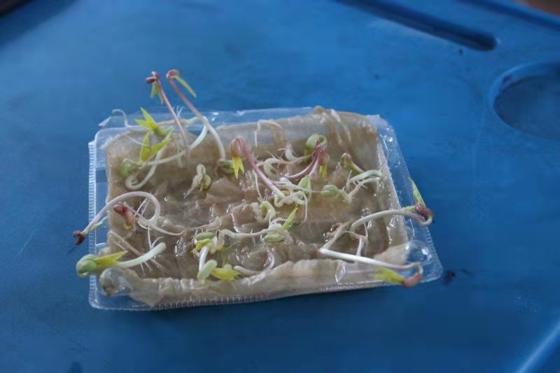 學(xué)生們成功培育的綠豆芽