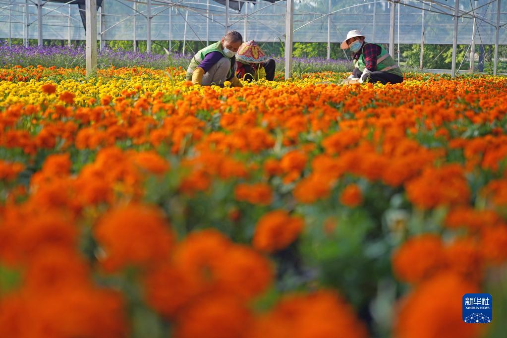5月5日，在江西省南昌市灣里管理局羅亭鎮政通園藝草花生產基地，花農給鮮花除草。

　　近日，江西省南昌市灣里管理局羅亭鎮政通園藝草花生產基地的100余畝鮮花競相綻放。花農們利用晴好天氣，培育多種鮮花供應市場。

　　近年來，當地政府大力扶持花卉苗木產業，推進龍頭企業+村集體入股+返聘村民就業的經營模式，帶動當地村民增收致富。

　　新華社記者 萬象 攝