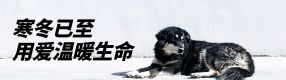 寒潮來襲！2億流浪毛孩需要您的幫助